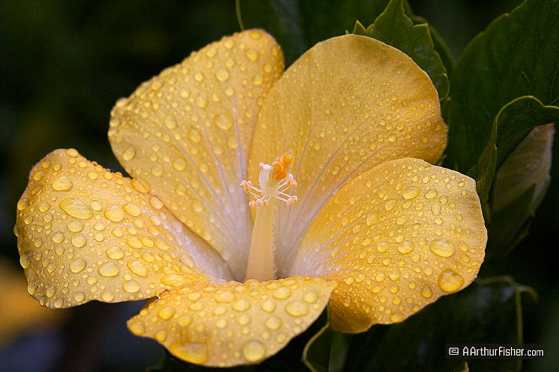 Hibiscus Hibiscus