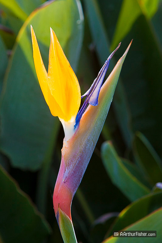 Birds of Paradise Birds of Paradise