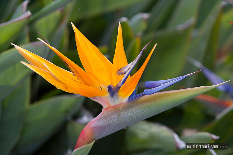 Birds of Paradise Birds of Paradise