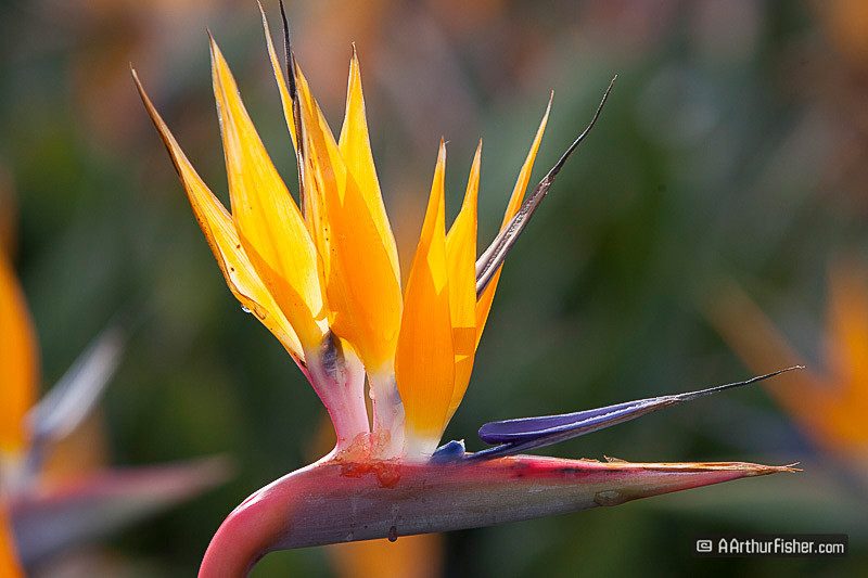 Birds of Paradise Birds of Paradise