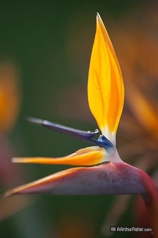 Birds of Paradise Birds of Paradise