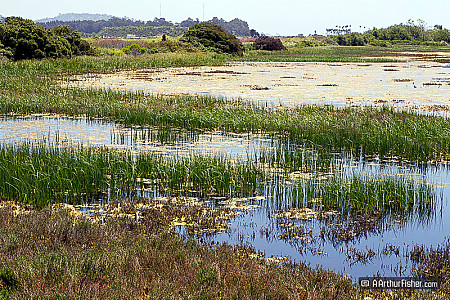 Goleta Wetlands