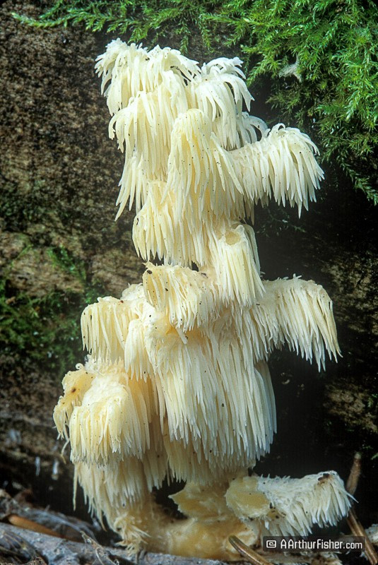 Which's Butter Mushroom Which's Butter Mushroom