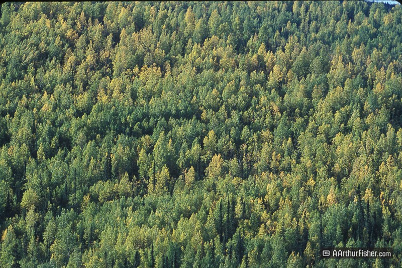 AF010800 0063 AF010800 0063