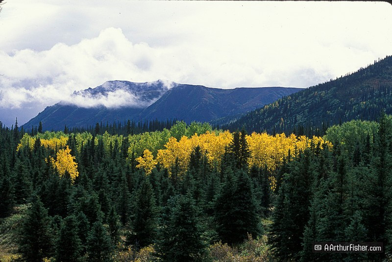 Aspen Aspen