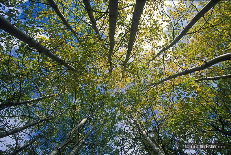 Aspen Aspen
