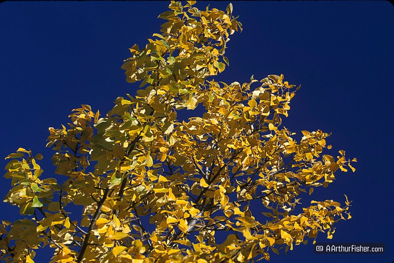 Aspen Aspen