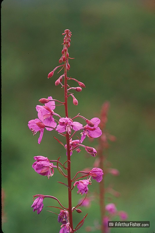 Fireweed Fireweed