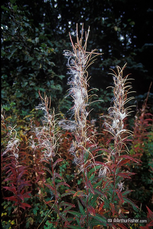 Fireweed Fireweed