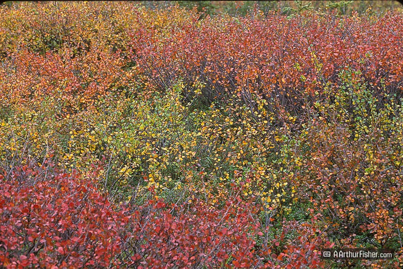 AF010800 0103 AF010800 0103