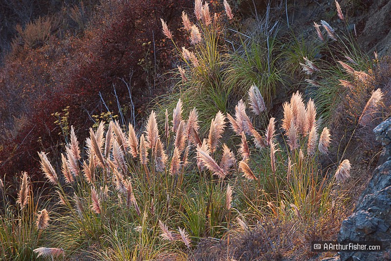 Backlit Sunset Horsetails Backlit Sunset Horsetails