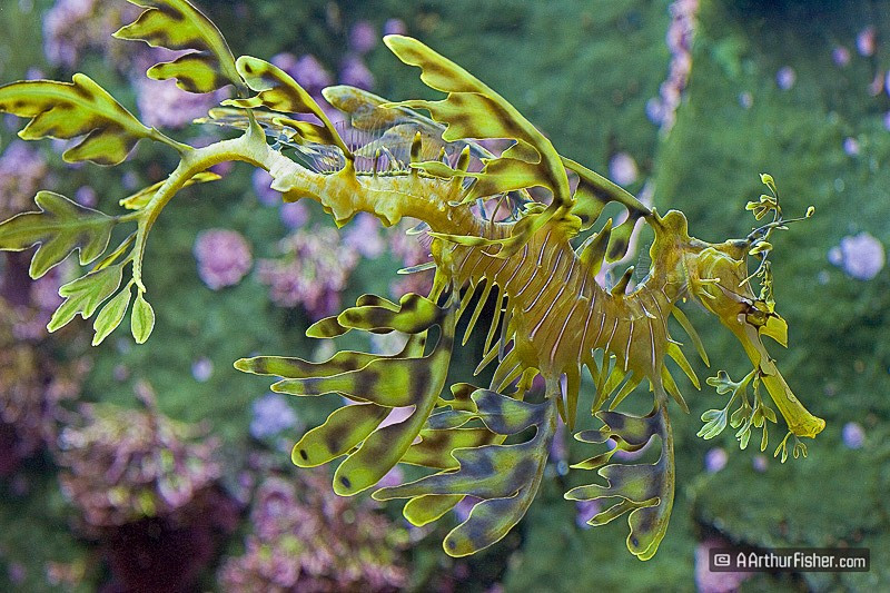 Leafy seadragon Leafy seadragon