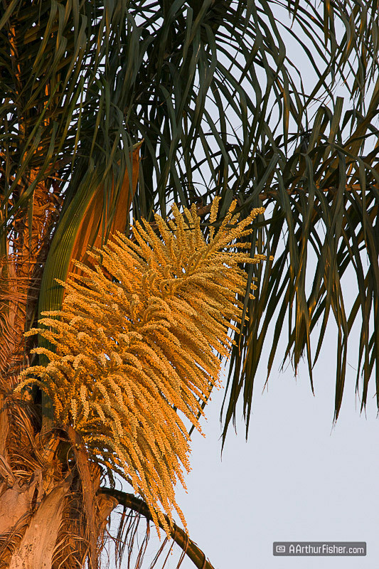 Blooming Palm Tree in Sunset Blooming Palm Tree in Sunset