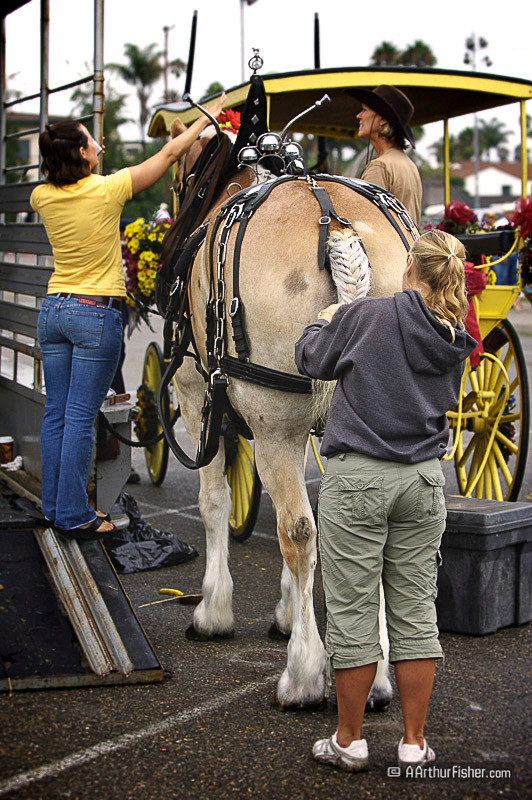 Primping the Horse Primping the Horse